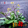 打ち砕いて